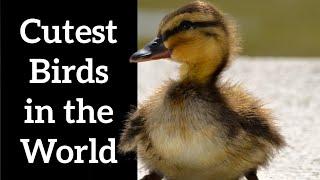 Cutest Birds in the World - Vote for Your Favorite!