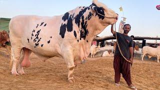 F16 Bull The Biggest Bull of Pakistan at UDF Cattle Farm