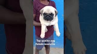 #janapada #song #pug