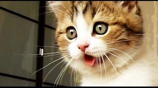 Top Funny Cats and Kittens Playing, Dancing Epic Compilation