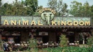 Why Animal Kingdom is my favourite park!