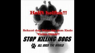 PONGODOGS - Tierschutz geht uns ALLE an - helft helfen!!!