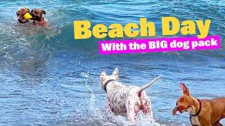 Beach Trip for BIGGEST Pack of Shelter Dogs #pitbull #americanbulldog