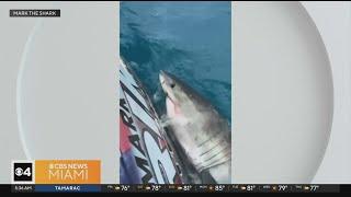 Great white shark surprises fishing boat off Miami Beach