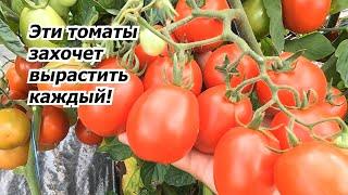 Любой из этих низкорослых томатов можете смело выращивать у себя на огороде!