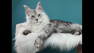 Ascent Ermolay, 7 months old. Breeding male of cattery "GOODFILD". Beautiful Maine Coons
