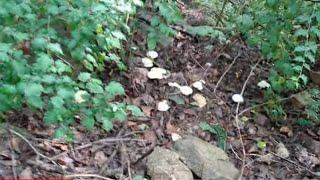 산 계곡에서 정상까지 산행 하면서 만난 야생 식용버섯 들