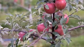 Managing High Density Apple Orchards | Managing Apple Cropload