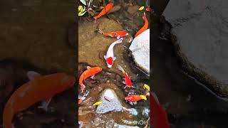 Animal #koi #sharkfeeding #moretraffic #koifish #morviews #moreviews #fish #moreviewers