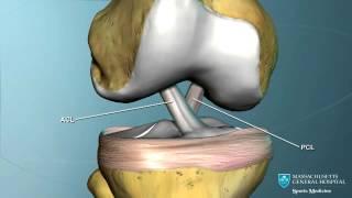 Part I: Knee Anatomy