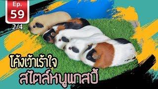 Guinea pig หนูแกสบี้ ปีหนูทอง - เพื่อนรักสัตว์เอ้ย EP 59 [2/4]