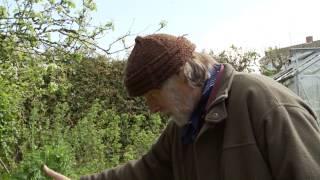 How do I grow Chard ? Permaculture Gardening - Spring time with Patrick Whitefield