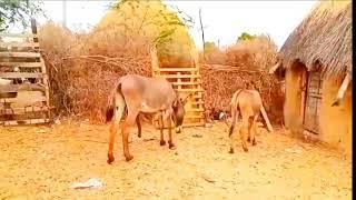 donkeys#amazing #animals #birds donkey INR to animal channel subscribe