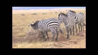 Zebra Behavior: Humans aren't the only animals that wait patiently in line.