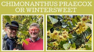 How to grow Chimonanthus praecox, or wintersweet. There's quite a few things to consider!