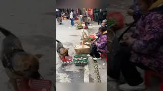 Dog helps owner sell vegetables #animal #babyanimals #cuteanimals #furry #funny #cat #dog #cute