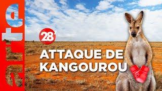 Intéressant : Que faire en cas d’attaque de kangourou ? | 28 minutes | ARTE