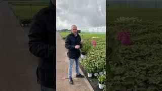 Гортензия древовидная Мауветт Hydrangea arborescens BellaRagazza Mauvette PW, C3