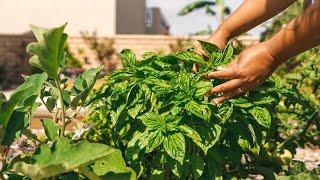 How I Grow And Harvest Basil All Year Long | Urban Gardening