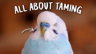 Ultimate Budgie Taming Guide  (gain trust & bond)