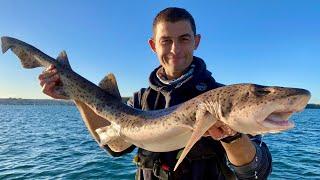 Winter Boat Fishing 2020 - Bull Huss, Ray and Mackerel