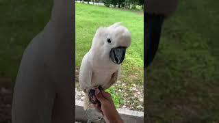 Family new best friend! #PetLove #FamilyGoals #parrot #birds #shorts