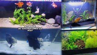 PEZ OSCAR, PEZ GOLDFISH, PEZ BETTA | Acuarios de Suscriptores 2.0 #337 | AcuariosLP