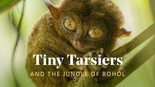 We found TINY TARSIERS in the Philippines Best of Bohol