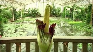 Naturspektakel: Titanenwurz blüht im Botanischen Garten München