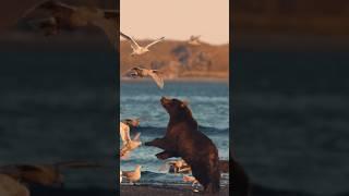 Brown Bear almost kills seagull mid flight #alaska