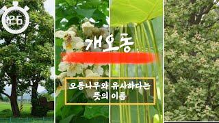 수목감별 120 개오동 학명 : Catalpa ovata