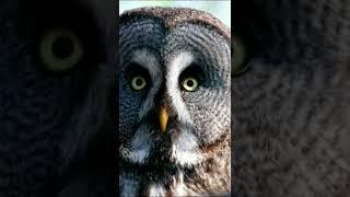 Dangerous Owl Sound | owl #shorts
