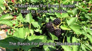 The Basics for Growing Erect Variety Blackberries:  Prolific, Delicious, & Great for Containers