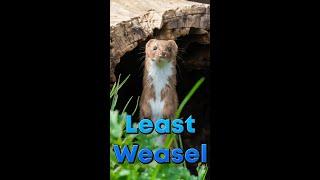 The Least Weasel is the smallest carnivore in the world!