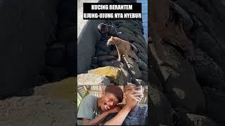 KUCING BERANTEM SAMPAI NYEBUR