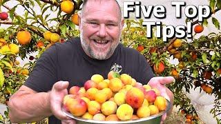 5 TIPS How to Grow a TON of Plums on ONE Small Tree!