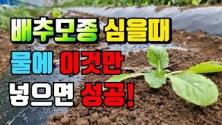 배추모종 심을때 물에 이것만 넣으면 배추농사 성공합니다. 심을때 주의사항. 병충해관리