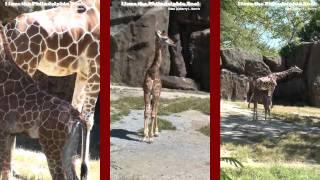 Philadelphia Zoo Giraffes - Abigail is Two Months Old Now!