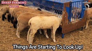 Making Hay | Feeding Sheep | Selling Sheep  - Just Another Day Farming!