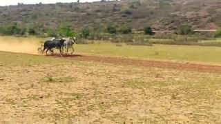 Ox race of gwalior