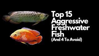 The Top 15 Most Aggressive Freshwater Fish  (And 4 To Avoid)