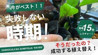 【間違えてない？】ザミオクルカスレイヴンの最適な植え込み方法/#観葉植物初心者 #観葉植物のある暮らし #ねこチップ