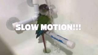 Watch a Green Cheek Conure Bathing in SLOW MOTION!