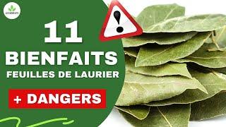 TOUT SAVOIR SUR LES FEUILLES DE LAURIER (LES BIENFAITS CACHÉS POUR LA SANTÉ)