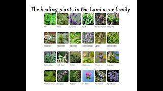 Healing Plants for Bees - The Lamiaceae family