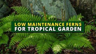 7 Best Low Maintenance Ferns for Tropical Garden 