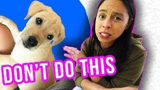 Prepare for Puppy's FIRST Day Home:  What NOT To Do!! 