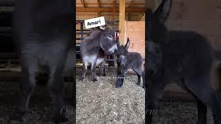 Miss Amari aka Sassypants! #onehappyassfarm #shorts #amari  #baby #donkey #cute #pets #pets #animals