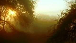 birds on a lonely day example.mp4
