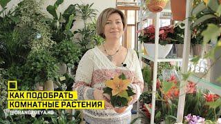 Как подобрать комнатные растения?